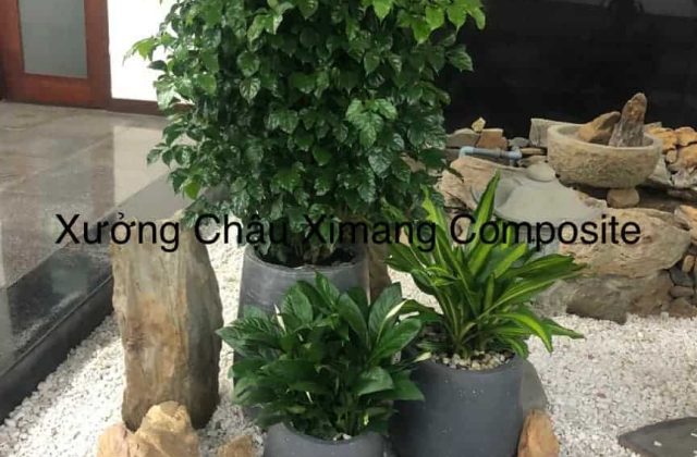 chậu xi măng sỉ và lẻ Đà Nẵng